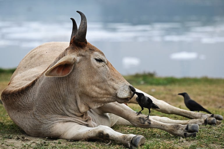 Vache sacrée devant un temple hindou