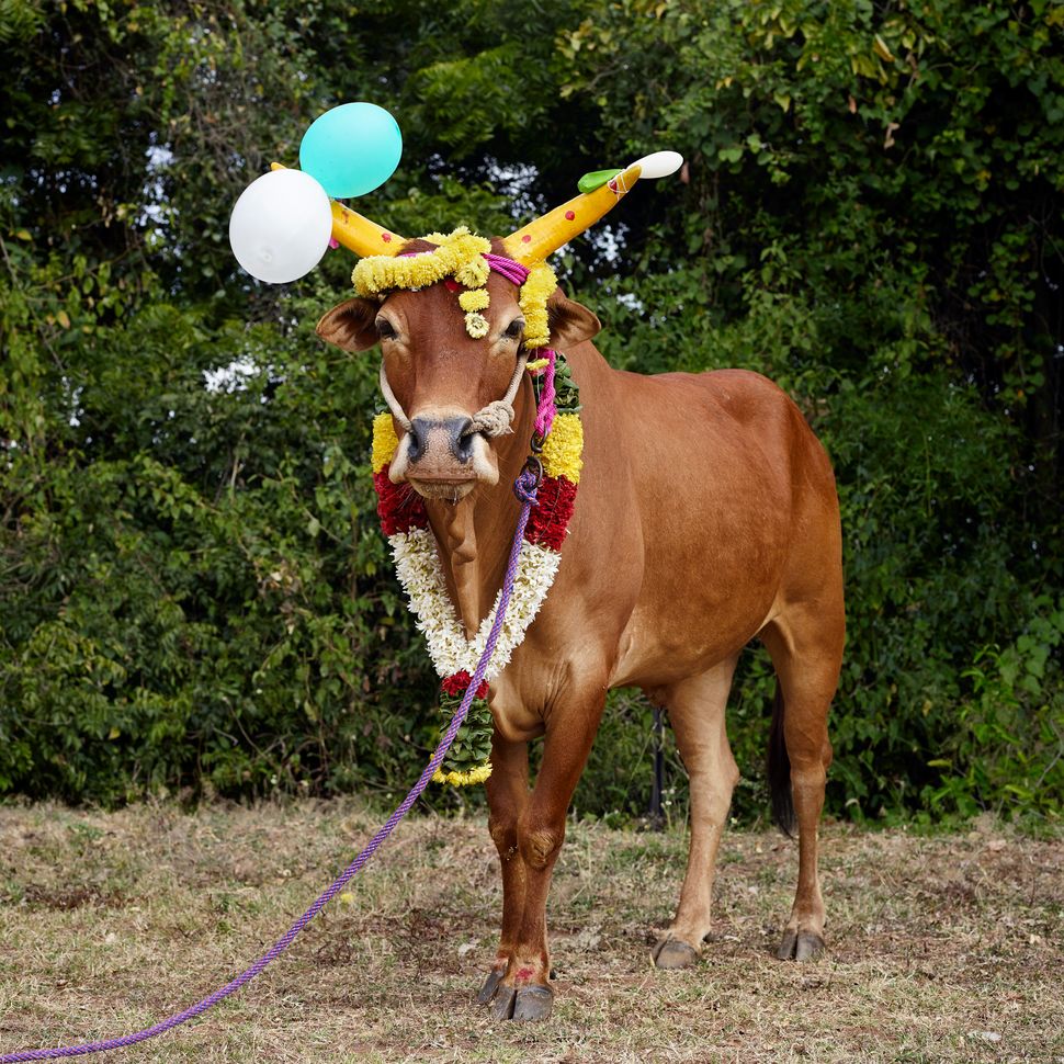 Vache sacrée marchant librement dans une rue animée