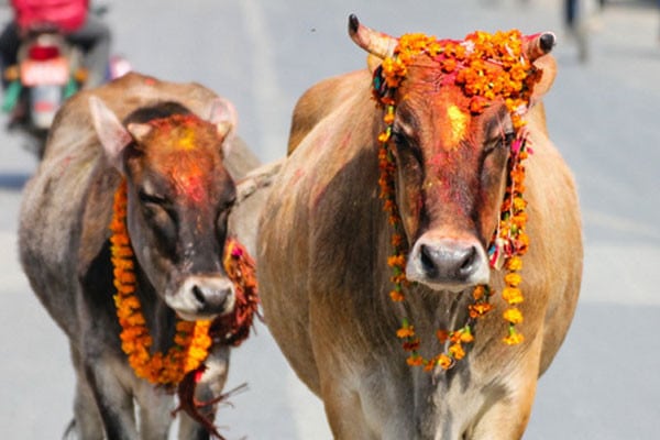 Vaches sacrées en Inde : traditions et anecdotes uniques